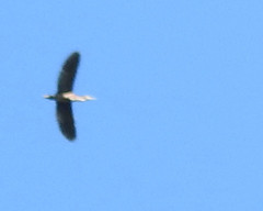 Botaurus