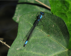 Zoniagrion exclamationis