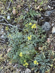 Lomatium observatorium