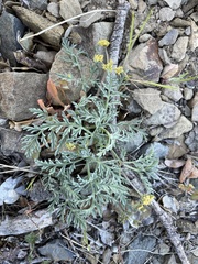 Lomatium observatorium