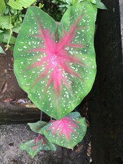 Caladium bicolor