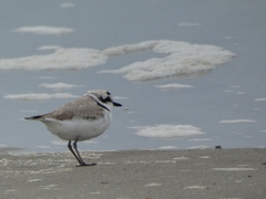 Charadrius nivosus