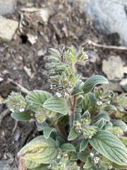 Phacelia phacelioides