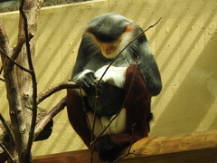 Simiiformes