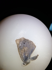 Zizina otis labradus