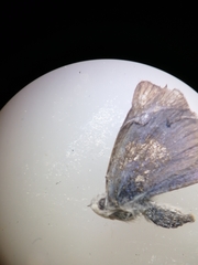 Zizina otis labradus