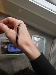 Cormocephalus rubriceps