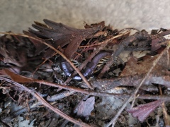 Cormocephalus rubriceps