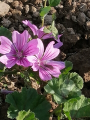 Zizina otis labradus