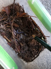 Cormocephalus rubriceps