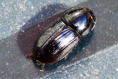 Calamosternus granarius