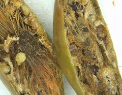 Amphibolips quercuscitriformis