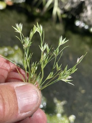 Juncus ranarius