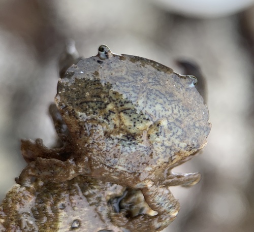 Say mud crab