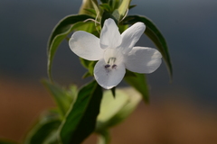 Barleria sepalosa
