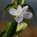 Barleria sepalosa - Photo (c) S.MORE, some rights reserved (CC BY-NC), uploaded by S.MORE