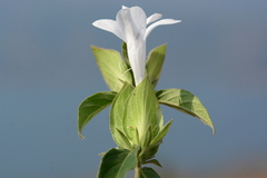 Barleria sepalosa