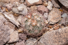 Echinomastus warnockii