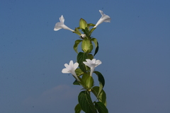 Barleria sepalosa