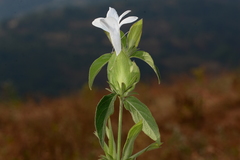 Barleria sepalosa