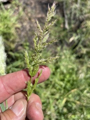 Polypogon interruptus