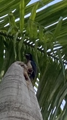 Melanerpes portoricensis