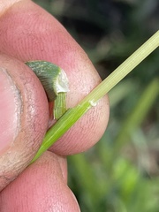 Hordeum murinum glaucum