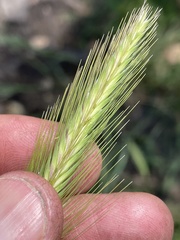 Hordeum murinum glaucum