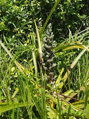 Bromelia antiacantha