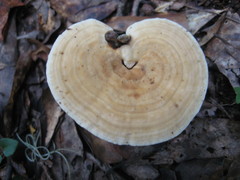 Microporellus dealbatus