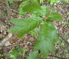 Amphibolips acuminata