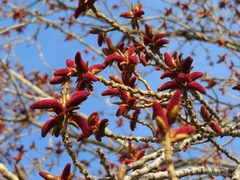 Populus nigra
