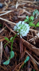 Trifolium repens