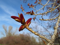 Populus nigra
