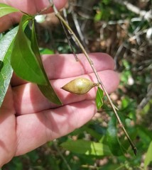 Amphibolips quercuscitriformis