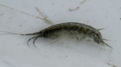 Melitidae