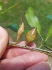 Amphibolips quercuscitriformis