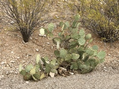 Opuntia engelmannii engelmannii