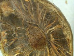 Amphibolips quercuscitriformis