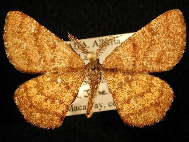 Cranberry Spanworm Moth