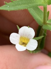 Gratiola brevifolia