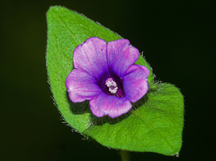 Ipomoea deccana