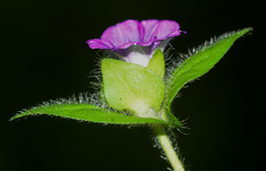 Ipomoea deccana