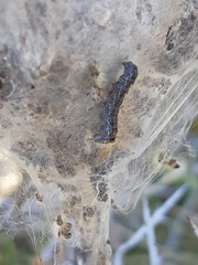 Euproctis chrysorrhoea