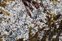 Tubulanus