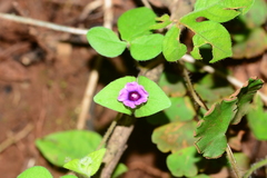 Ipomoea deccana