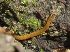 Cryptops leucopodus