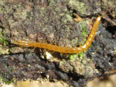 Cryptops leucopodus