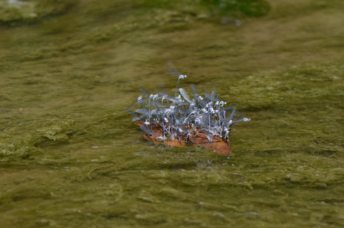 Powdered Dancer, Ashtabula County, OH, USA, photo 6 of 10