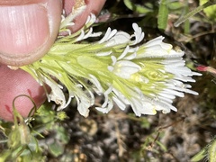 Castilleja exserta exserta